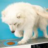 2pcs Dog Lick Pad Pet Shower Grooming Slow Feeder Dog Distraction Mat Treat Dispensing With Powerful Suction