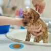 2pcs Dog Lick Pad Pet Shower Grooming Slow Feeder Dog Distraction Mat Treat Dispensing With Powerful Suction