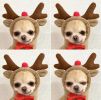 Reindeer Christmas Dog Winter Costume