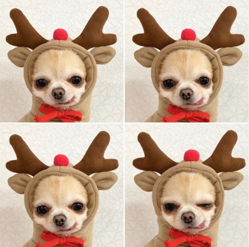 Reindeer Christmas Dog Winter Costume